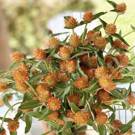 QIS Orange, Gomphrena Seeds